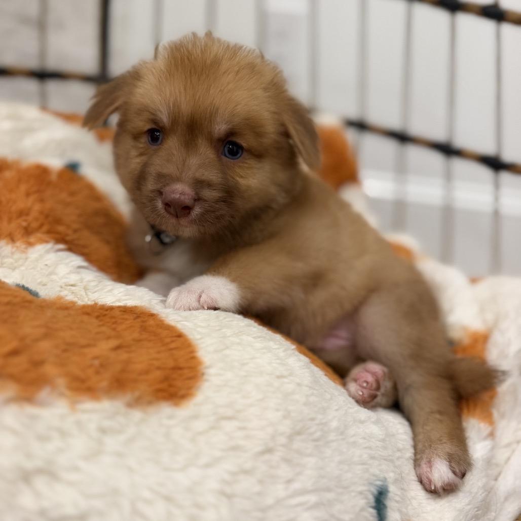 Enlarge Nutmeg, a Adoptable mixed breed in Baton Rouge, LA image 1/1
