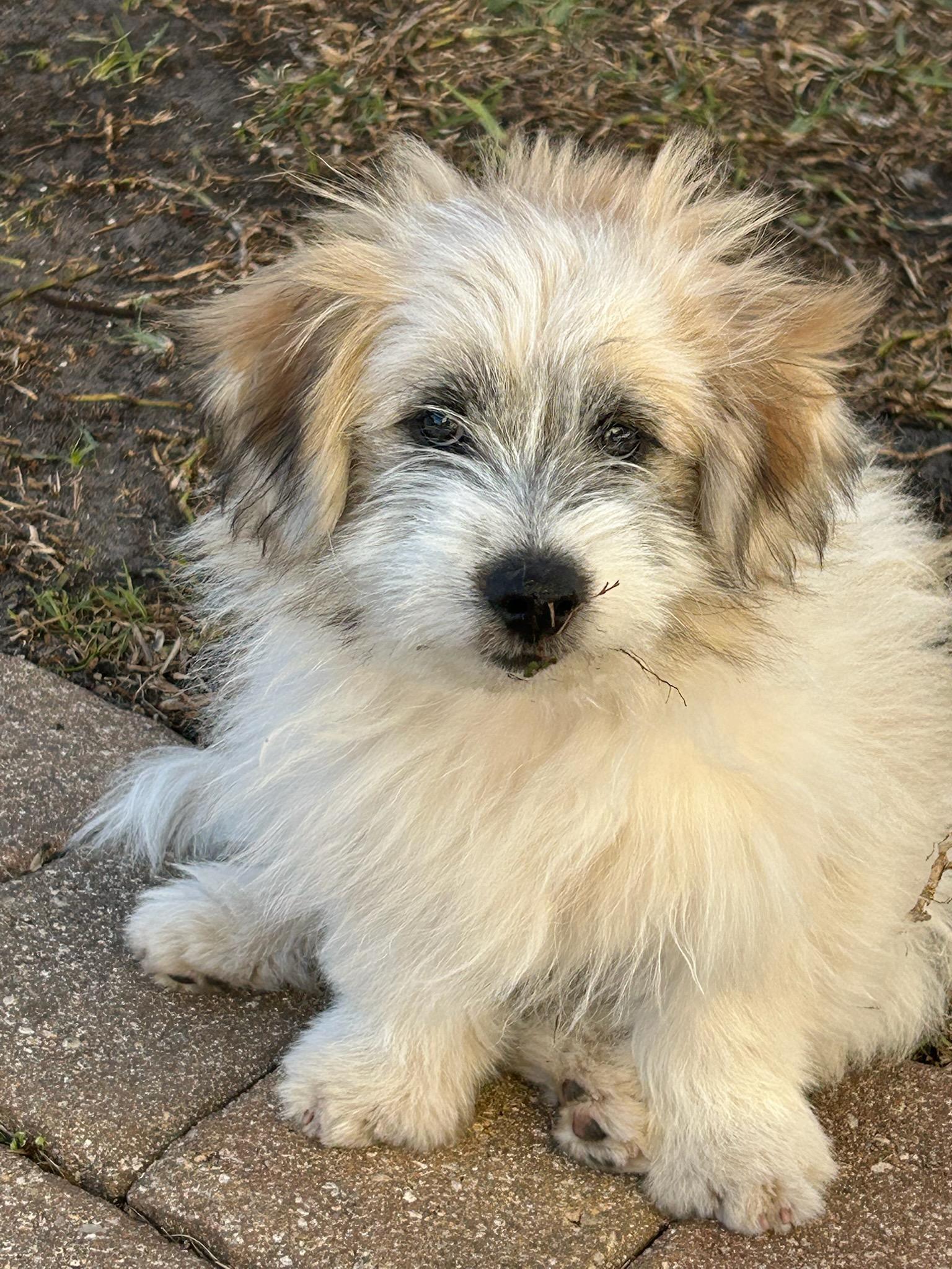 Enlarge Bear, an adoptable mixed breed in Deerfield Beach, FL image 2/2