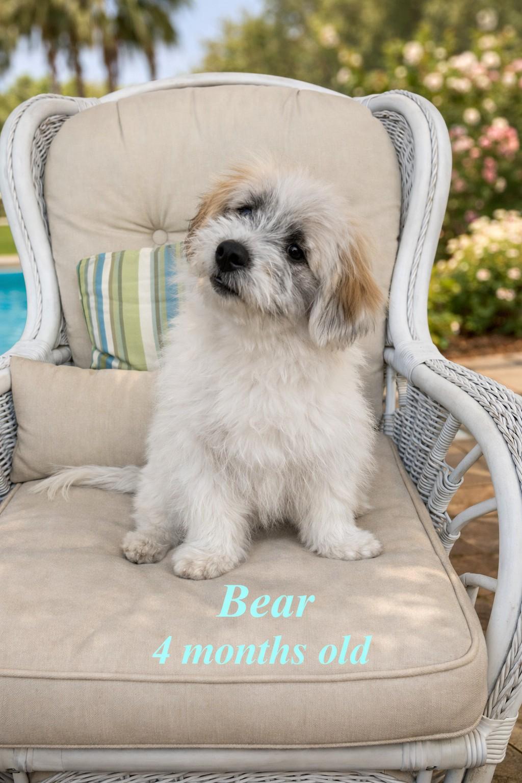 Bear, adoptable, Puppy Male Shih poo & Shih Tzu.