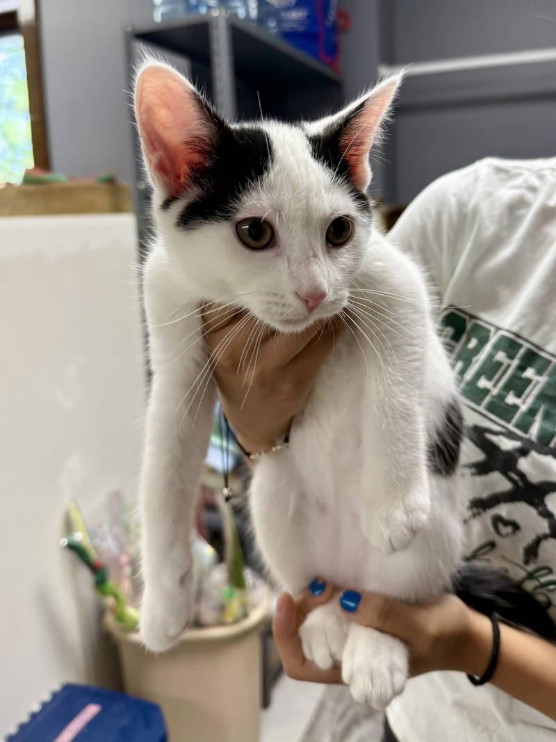 CAT - Oreo, Adopted, Kitten Male Domestic Short Hair.