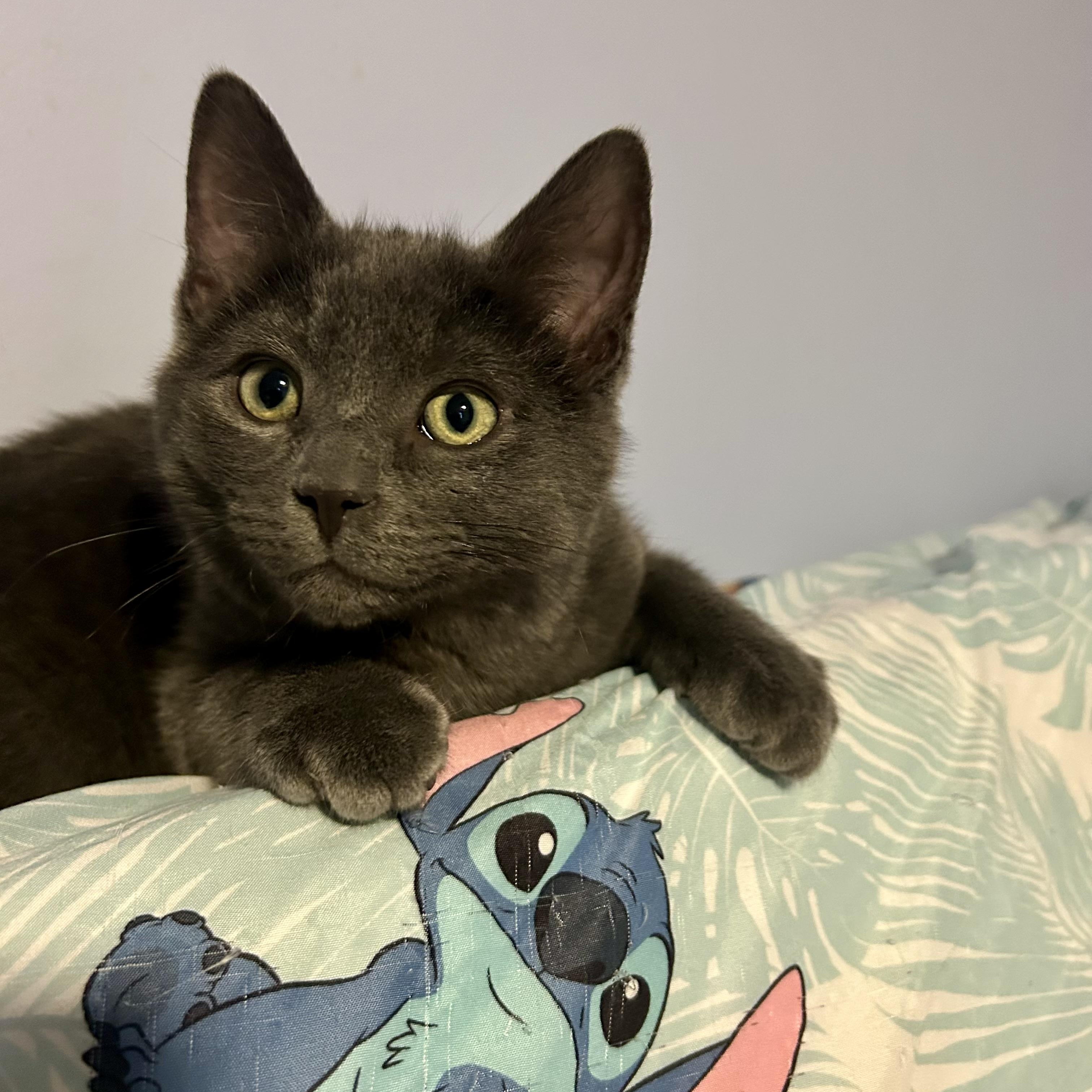 JOHNNY, adopted, Kitten Male Domestic Short Hair.