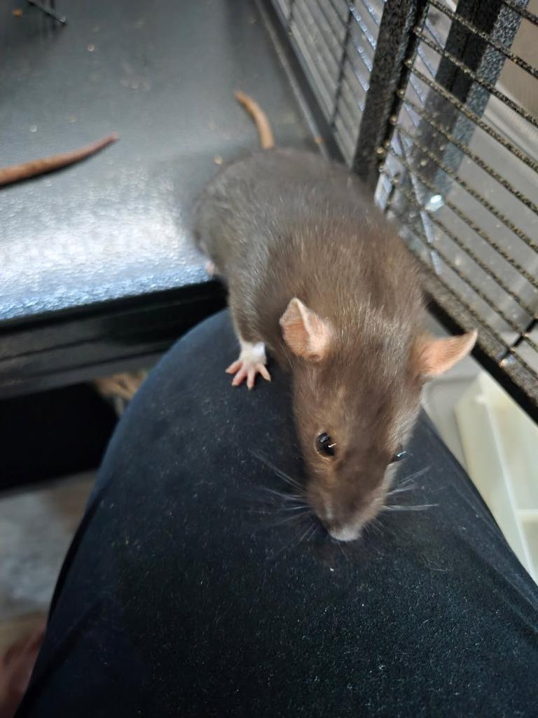 Harper, Adoptable, Young Female Rat.