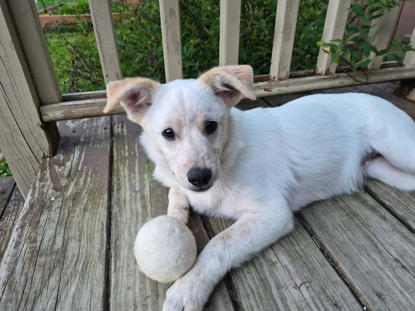 Lily, Adopted, Puppy Female Spitz.