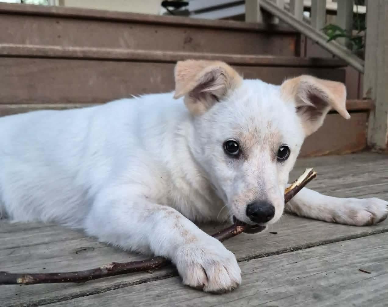 Lily, a Adopted Spitz in Lewistown, PA image 2/3