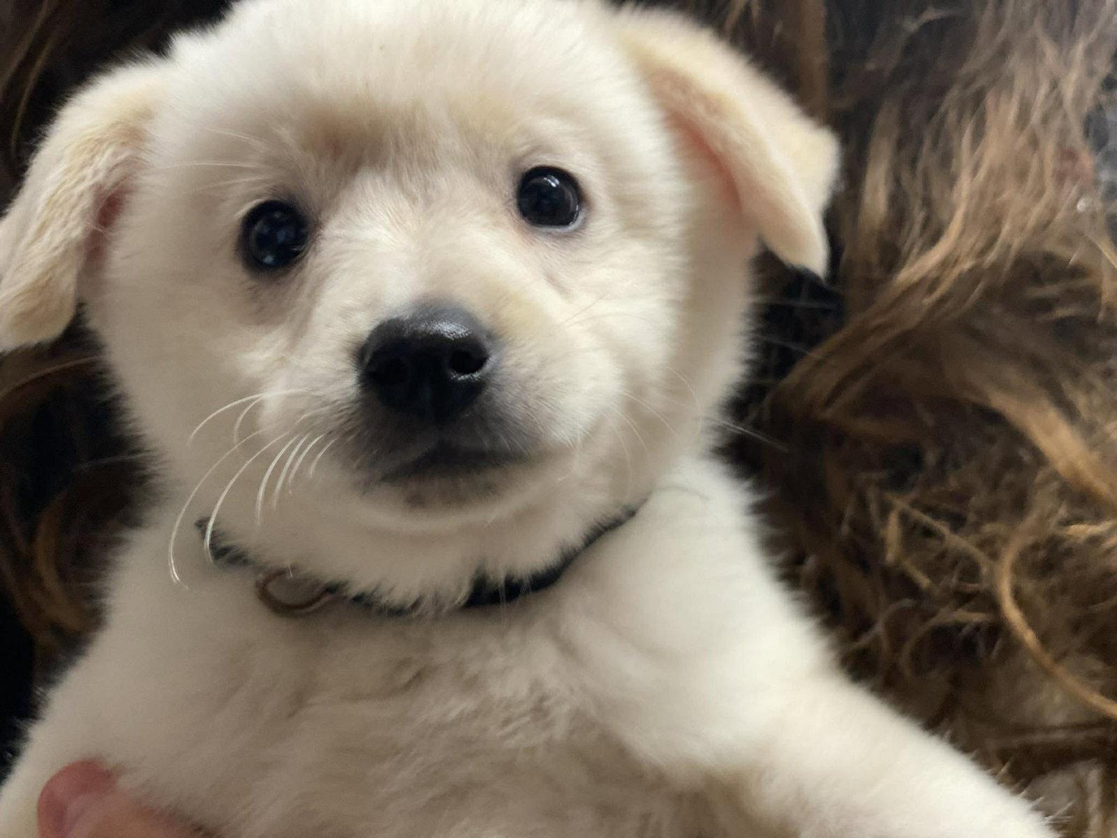 Lily, a Adopted Spitz in Lewistown, PA image 3/3