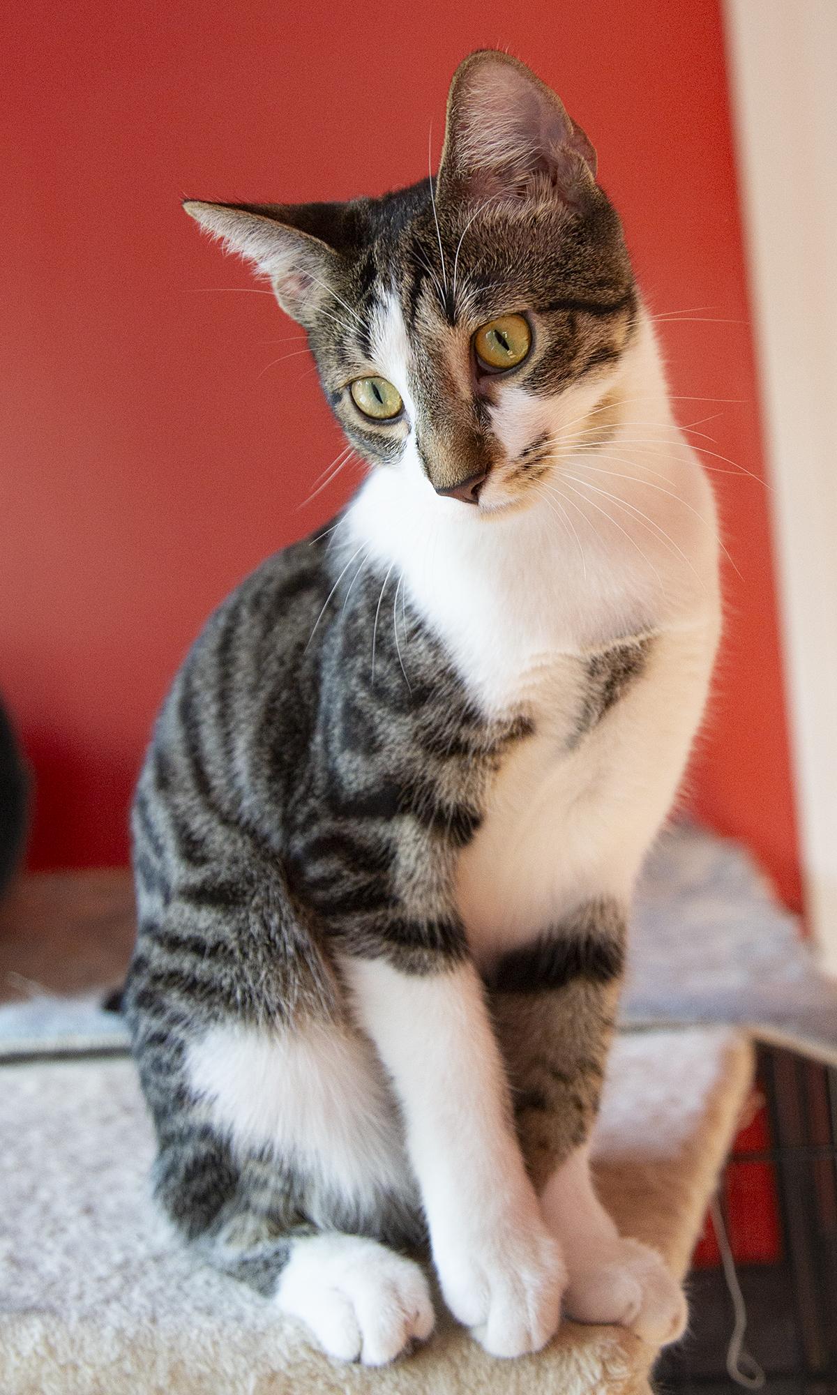 Enlarge Betty Spaghetti (& Jimmy Dugan), a Adoptable Domestic Short Hair in Chicago, IL image 2/6