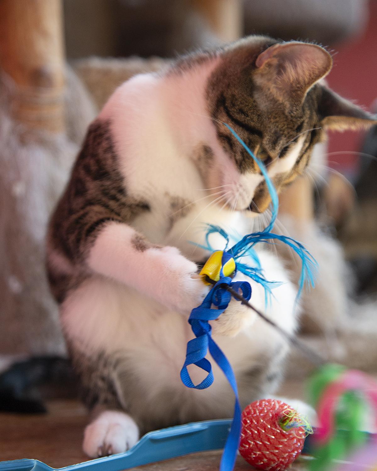 Enlarge Betty Spaghetti (& Jimmy Dugan), a Adoptable Domestic Short Hair in Chicago, IL image 3/6