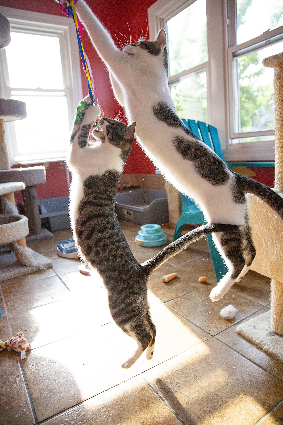 Enlarge Betty Spaghetti (& Jimmy Dugan), a Adoptable Domestic Short Hair in Chicago, IL image 4/6