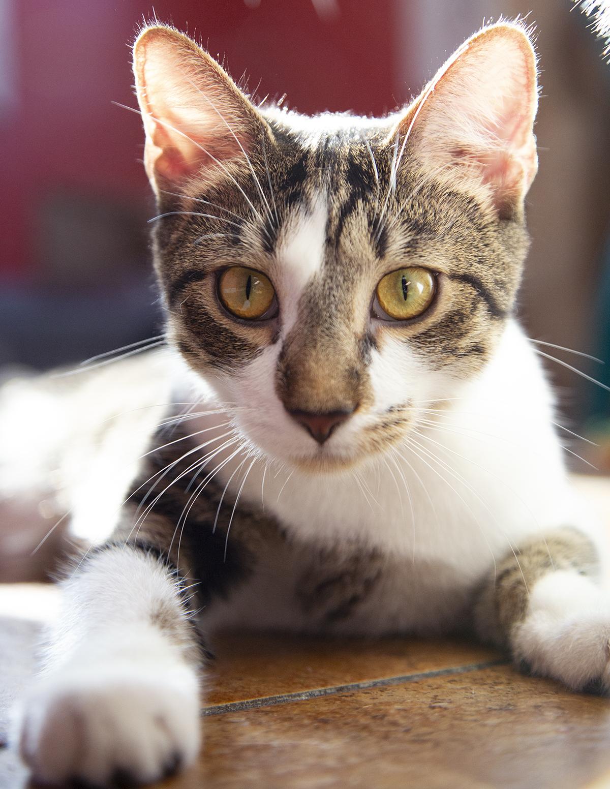 Enlarge Betty Spaghetti (& Jimmy Dugan), a Adoptable Domestic Short Hair in Chicago, IL image 5/6