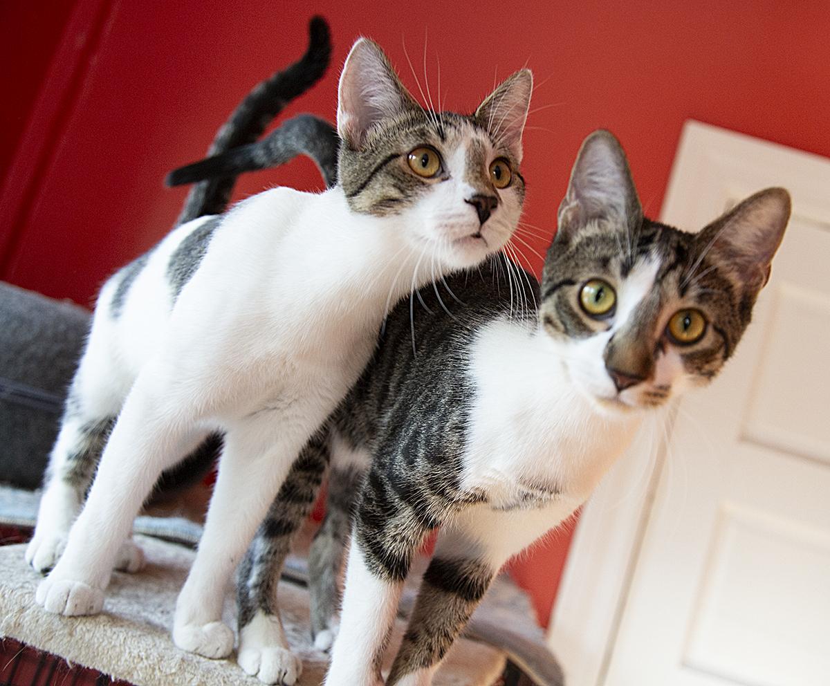 Enlarge Betty Spaghetti (& Jimmy Dugan), a Adoptable Domestic Short Hair in Chicago, IL image 6/6