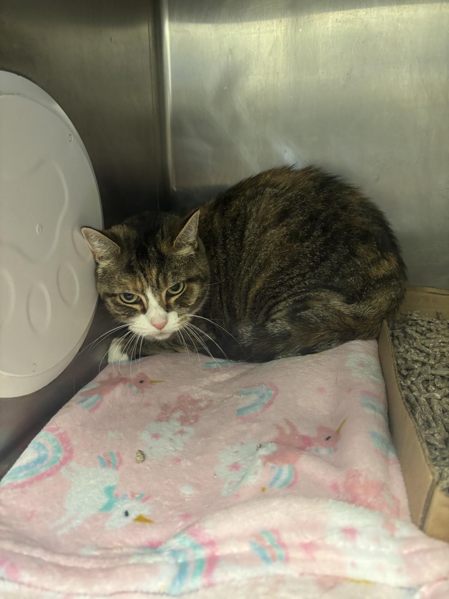 Rosie, Senior Female unknown