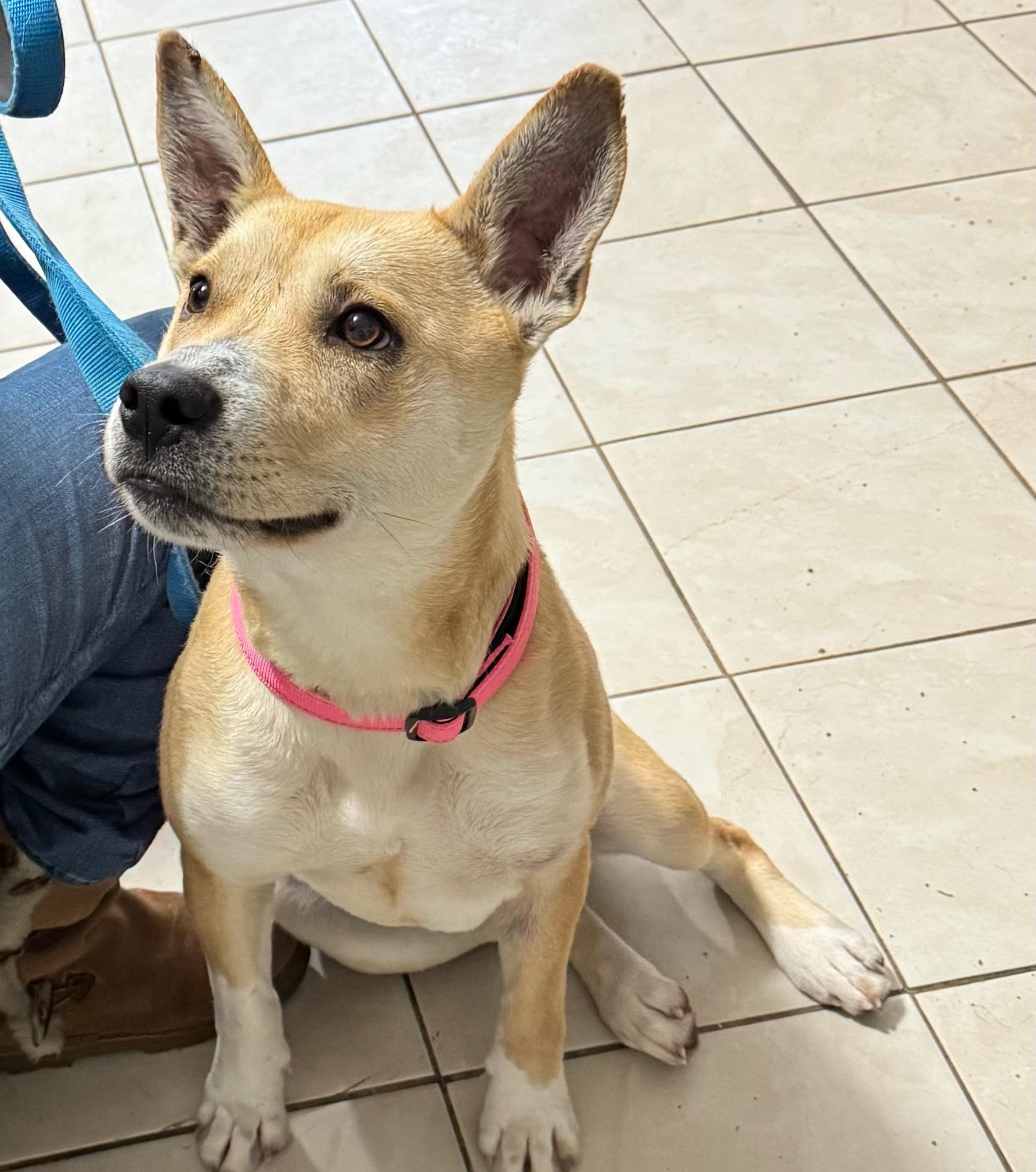 Calypso, ADOPTABLE, Young Female Shiba Inu.