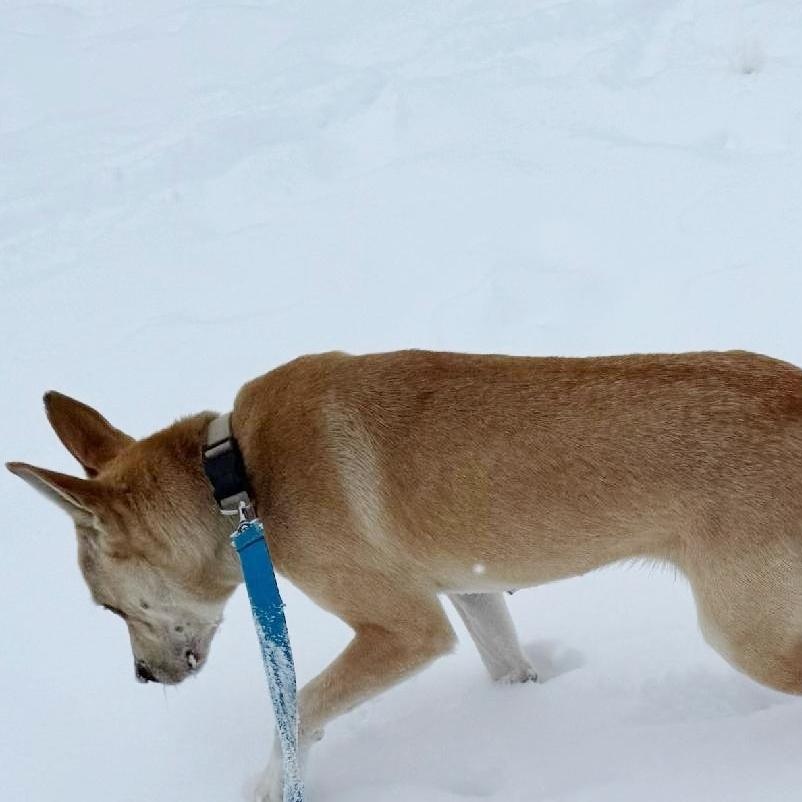 Calypso, a ADOPTABLE mixed breed in Traverse City, MI image 1/2