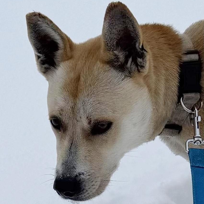Calypso, a ADOPTABLE mixed breed in Traverse City, MI image 2/2