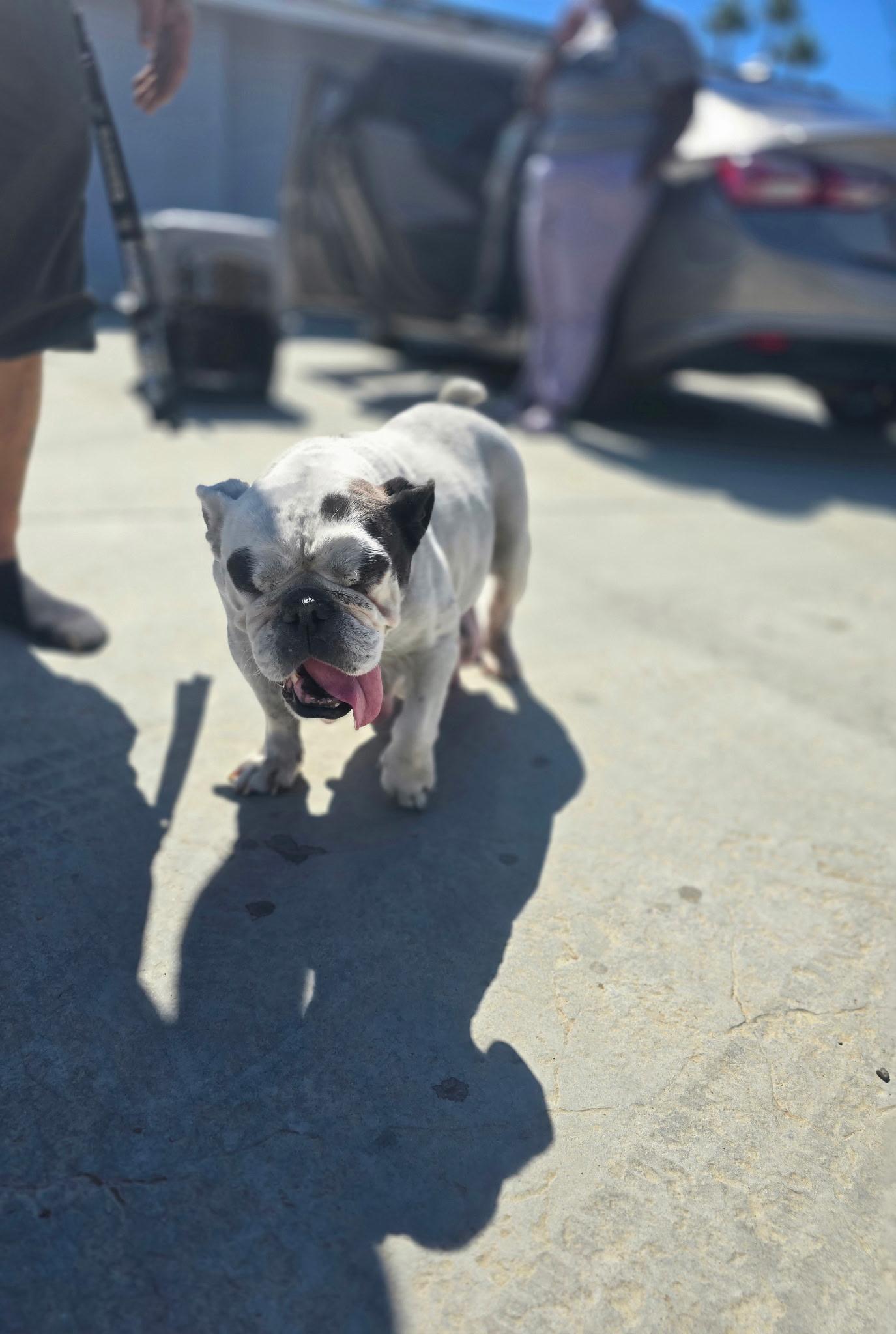 Piglet, Adoptable, Adult Female English Bulldog.