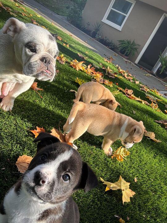 Piglet, a Adoptable English Bulldog in San Rafael, CA image 3/6