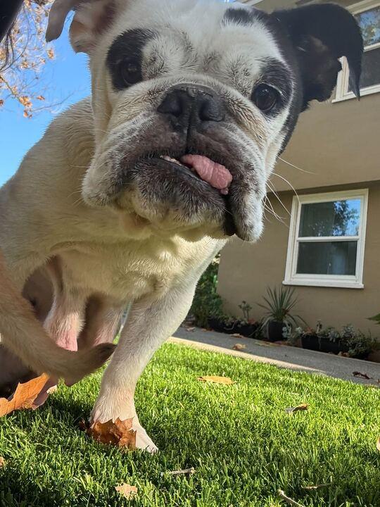 Piglet, a Adoptable English Bulldog in San Rafael, CA image 4/6