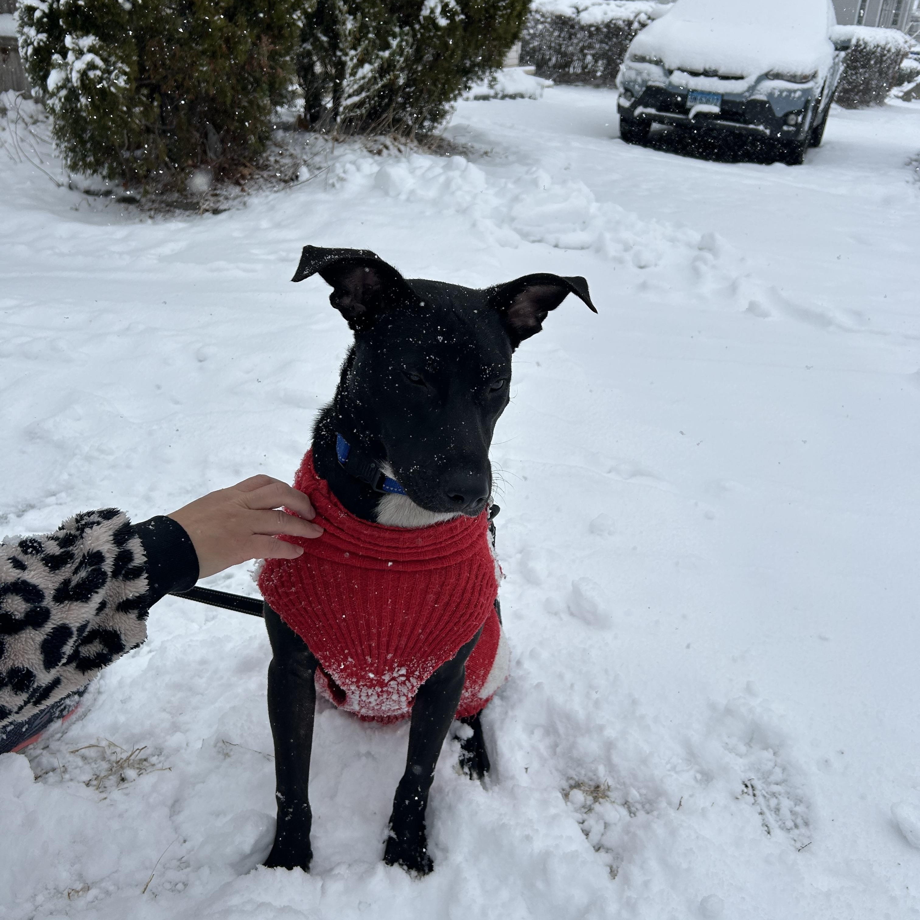 Domino, a ADOPTABLE mixed breed in Shelton, CT image 3/5
