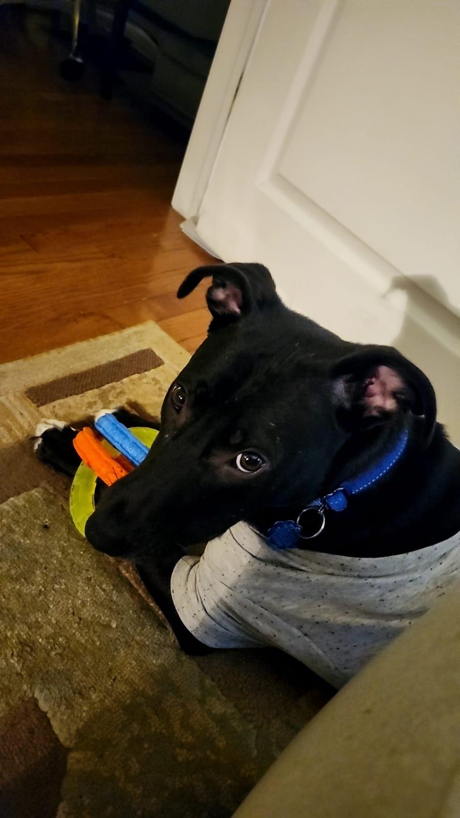 Domino, a ADOPTABLE mixed breed in Shelton, CT image 2/5
