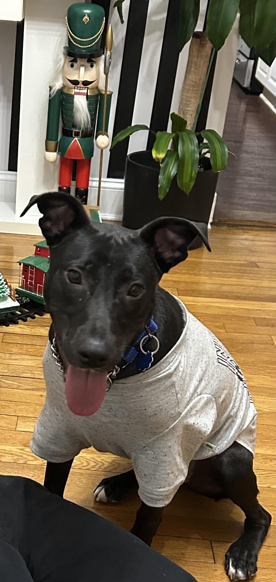 Domino, a ADOPTABLE mixed breed in Shelton, CT image 4/5
