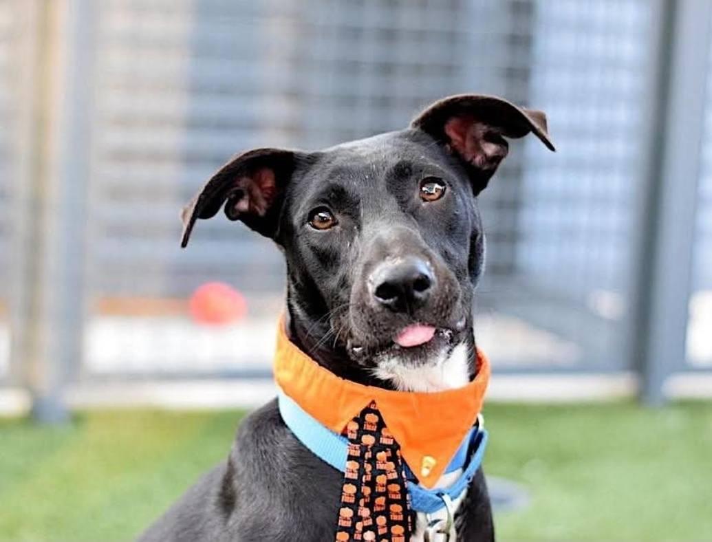 Domino, a ADOPTABLE mixed breed in Shelton, CT image 1/5