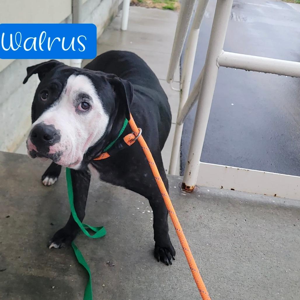 Enlarge Walrus, a Adoptable mixed breed in Parkersburg, WV image 3/6
