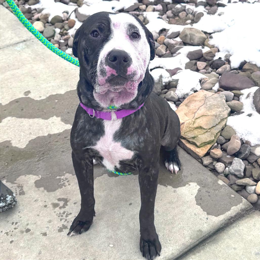 Enlarge Walrus, a Adoptable mixed breed in Parkersburg, WV image 4/6