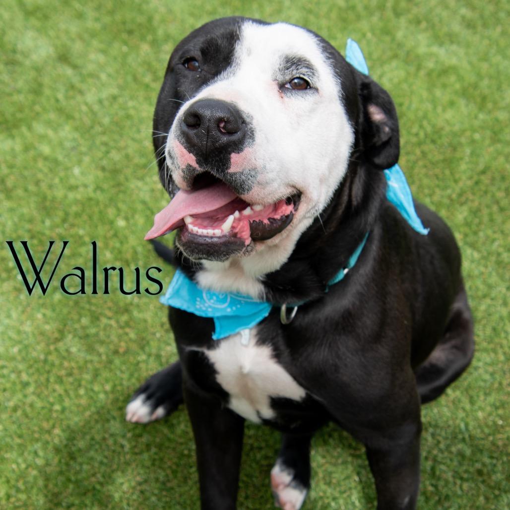 Enlarge Walrus, a Adoptable mixed breed in Parkersburg, WV image 5/6