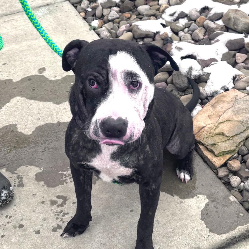 Enlarge Walrus, a Adoptable mixed breed in Parkersburg, WV image 5/6