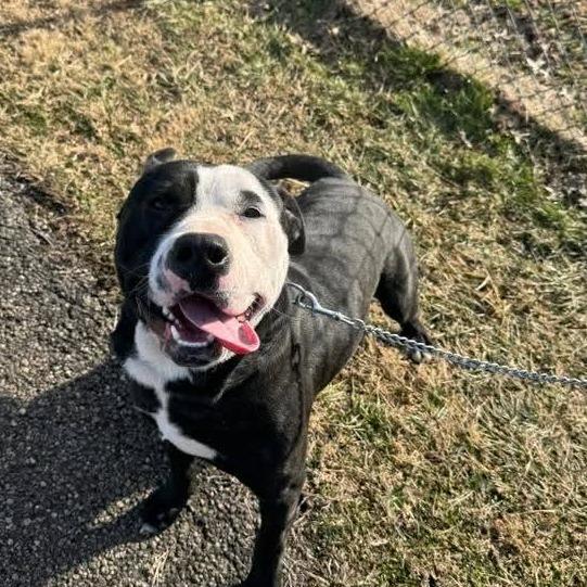 Enlarge Walrus, a Adoptable mixed breed in Parkersburg, WV image 6/6