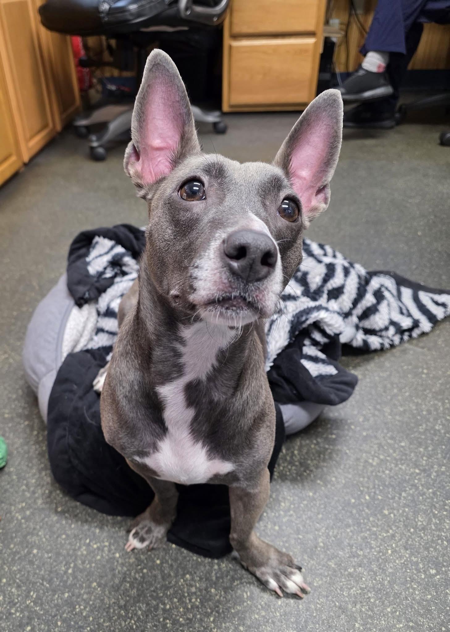 Enlarge Piper, a Adoptable mixed breed in Lacona, NY image 2/4