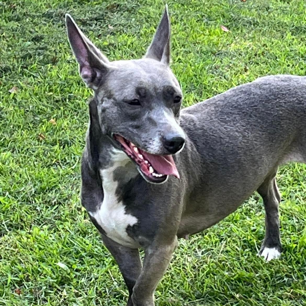 Enlarge Piper, a Adoptable mixed breed in Lacona, NY image 1/4