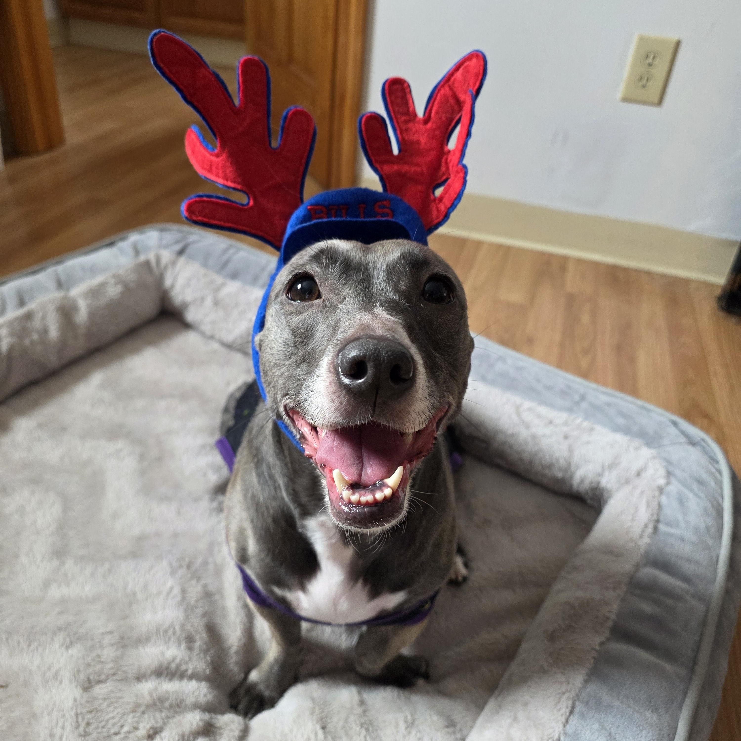 Piper, a Adoptable mixed breed in Lacona, NY image 2/6