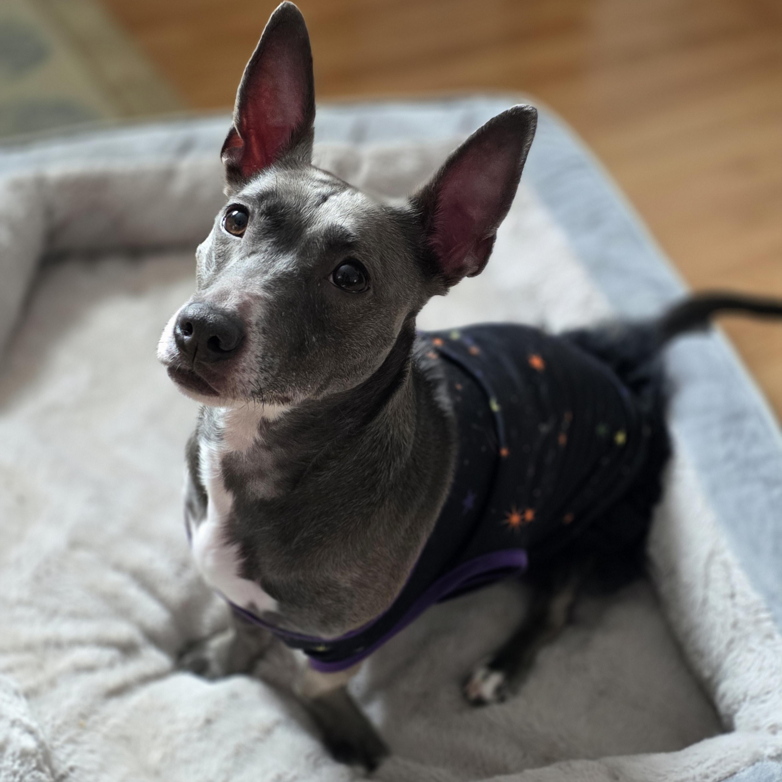 Piper, a Adoptable mixed breed in Lacona, NY image 3/6