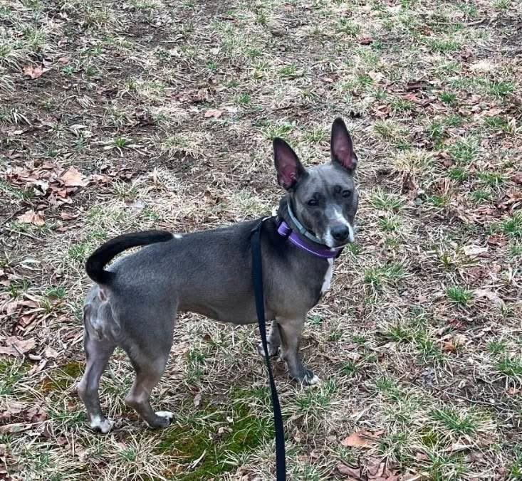 Enlarge Piper, a Adoptable mixed breed in Lacona, NY image 1/6
