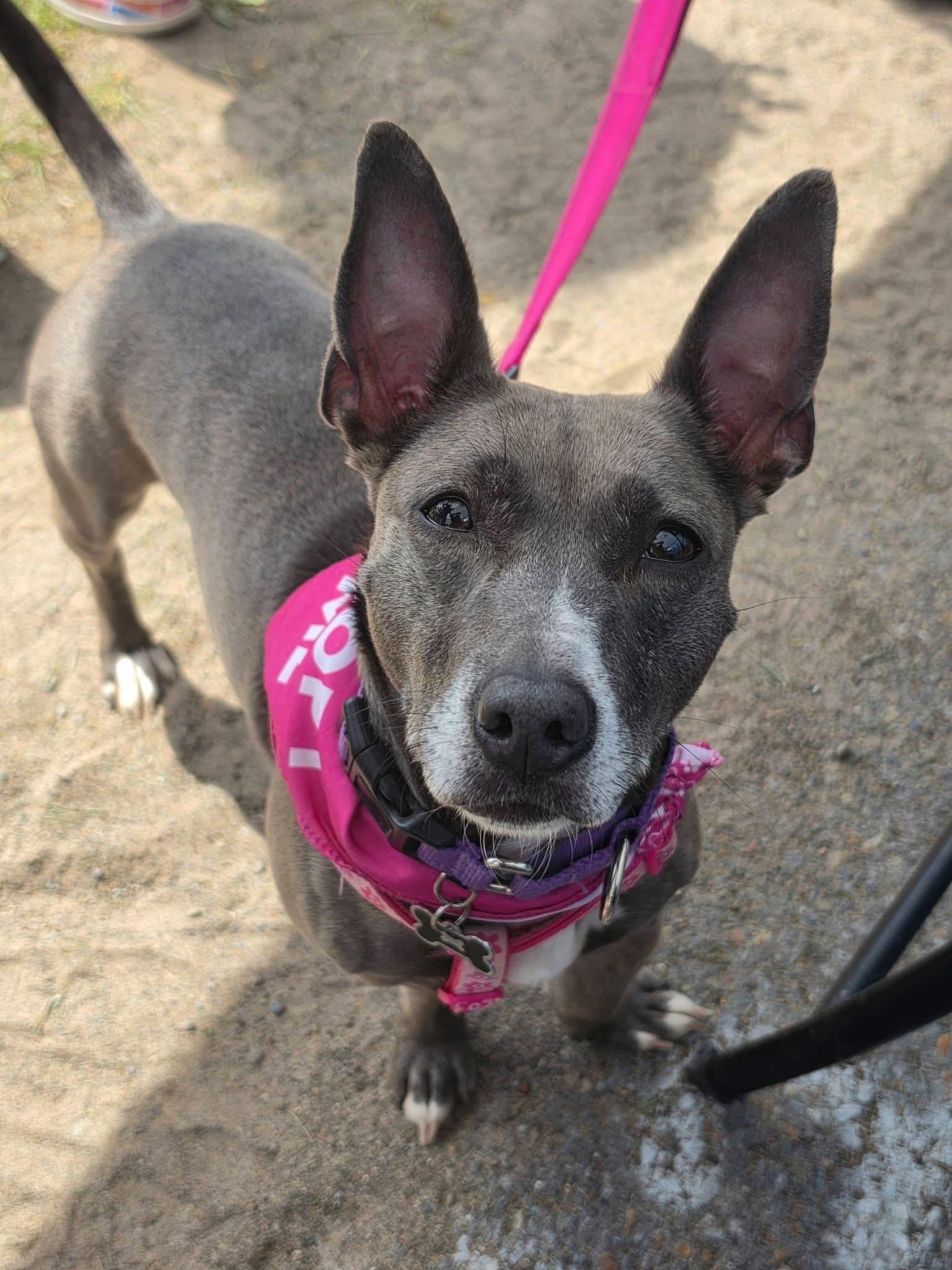 Piper, Adoptable, Adult Female Chihuahua & Terrier.