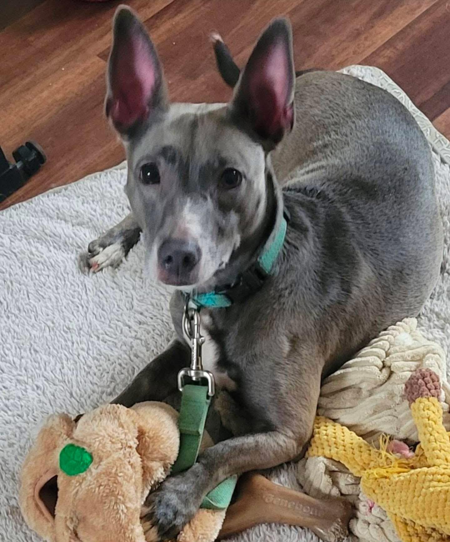 Piper, Adoptable, Adult Female Chihuahua & Terrier.