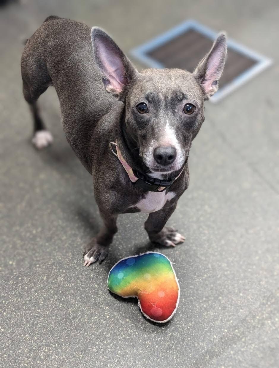 Enlarge Piper, a Adoptable mixed breed in Lacona, NY image 3/4