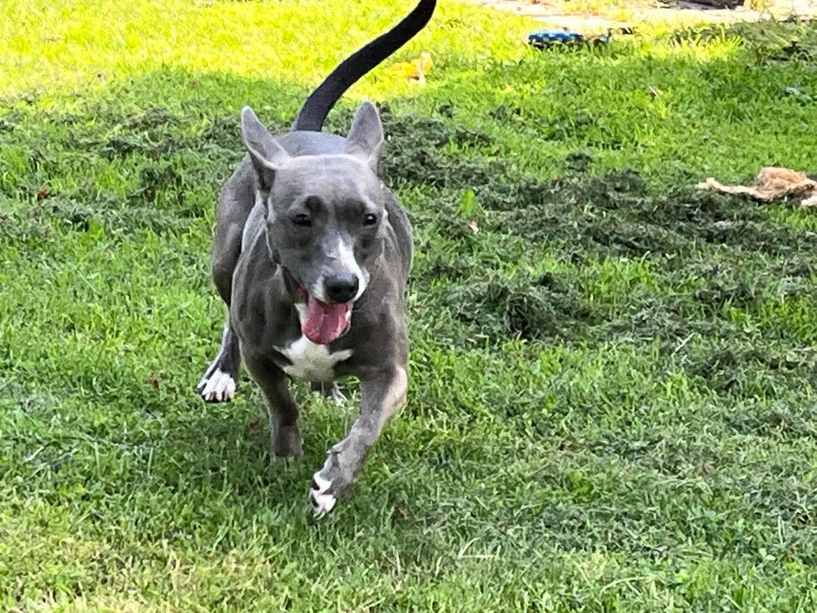 Enlarge Piper, a Adoptable mixed breed in Lacona, NY image 4/4