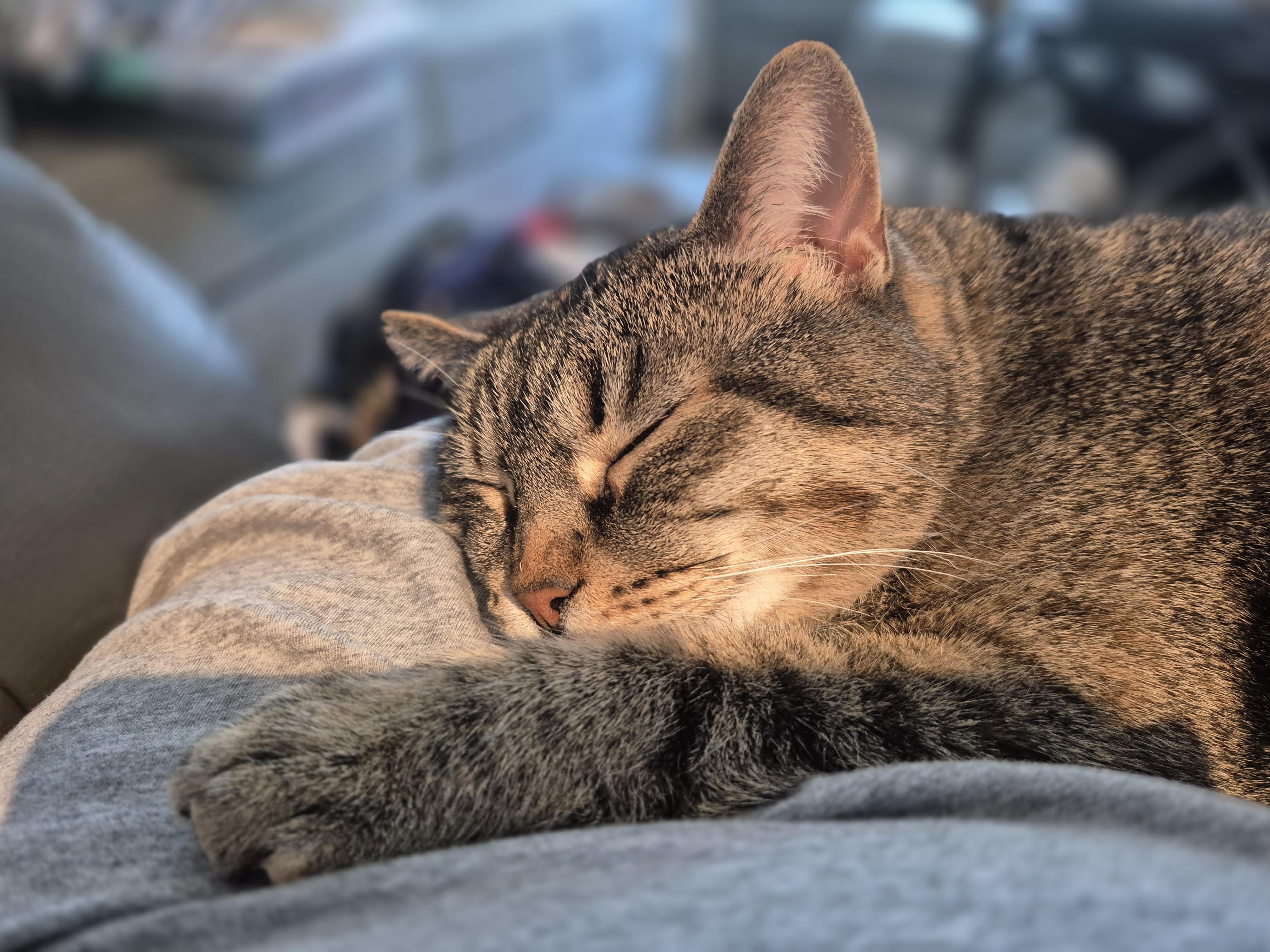 Tina, ADOPTABLE, Adult Female Domestic Long Hair & Russian Blue.