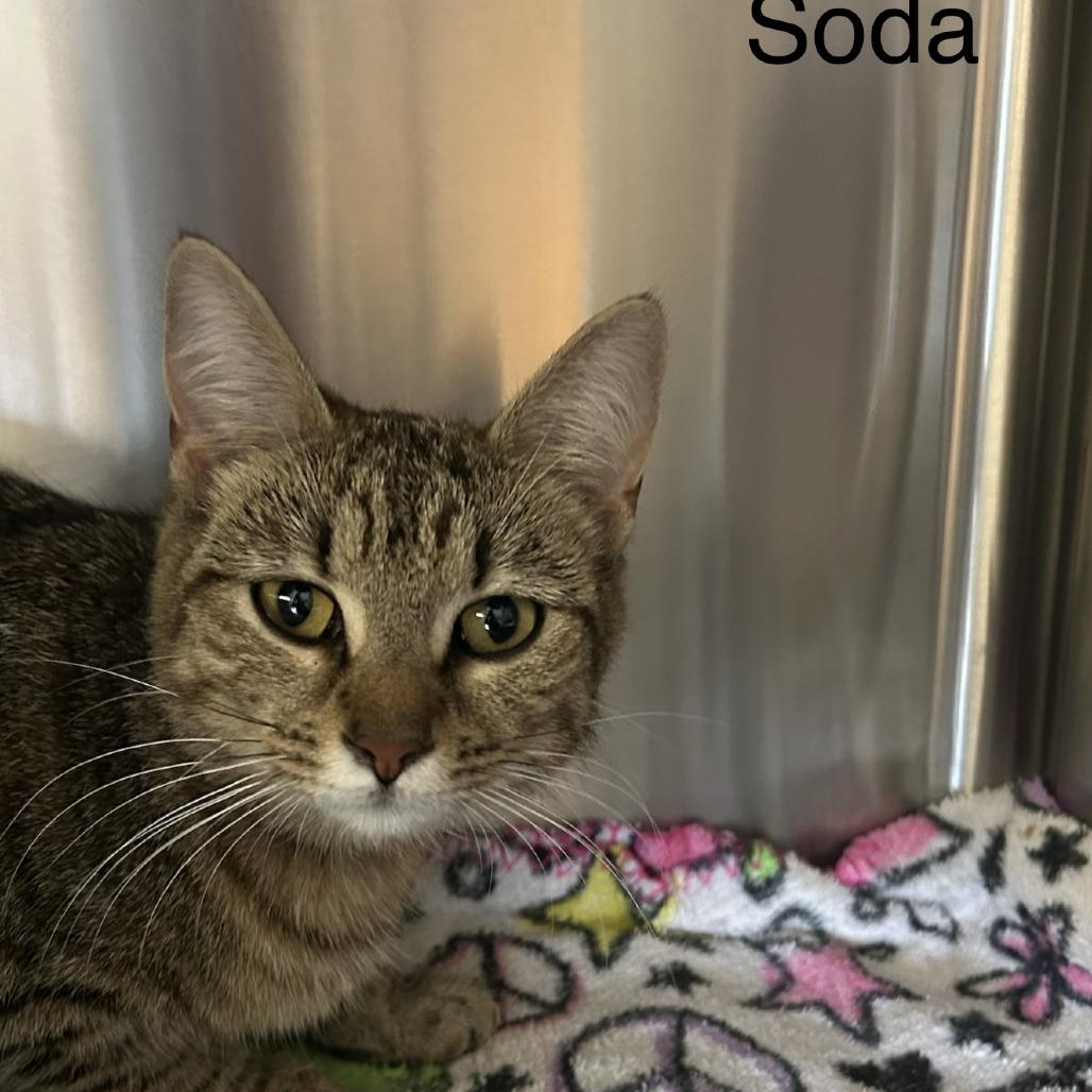 Soda Pop, Adoptable, Adult Female Domestic Short Hair.