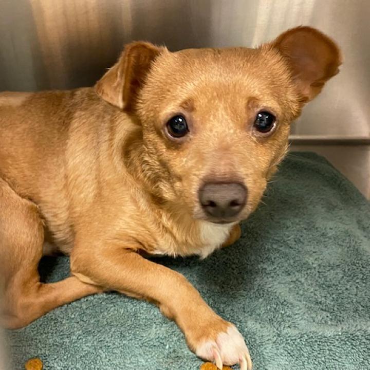 Coco, Adoptable, Senior Male Chihuahua & Mixed Breed.