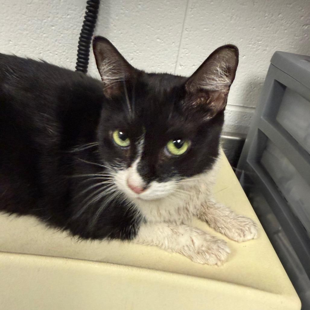 Enlarge Domino, a Adoptable Domestic Short Hair in Greenville, SC image 1/1
