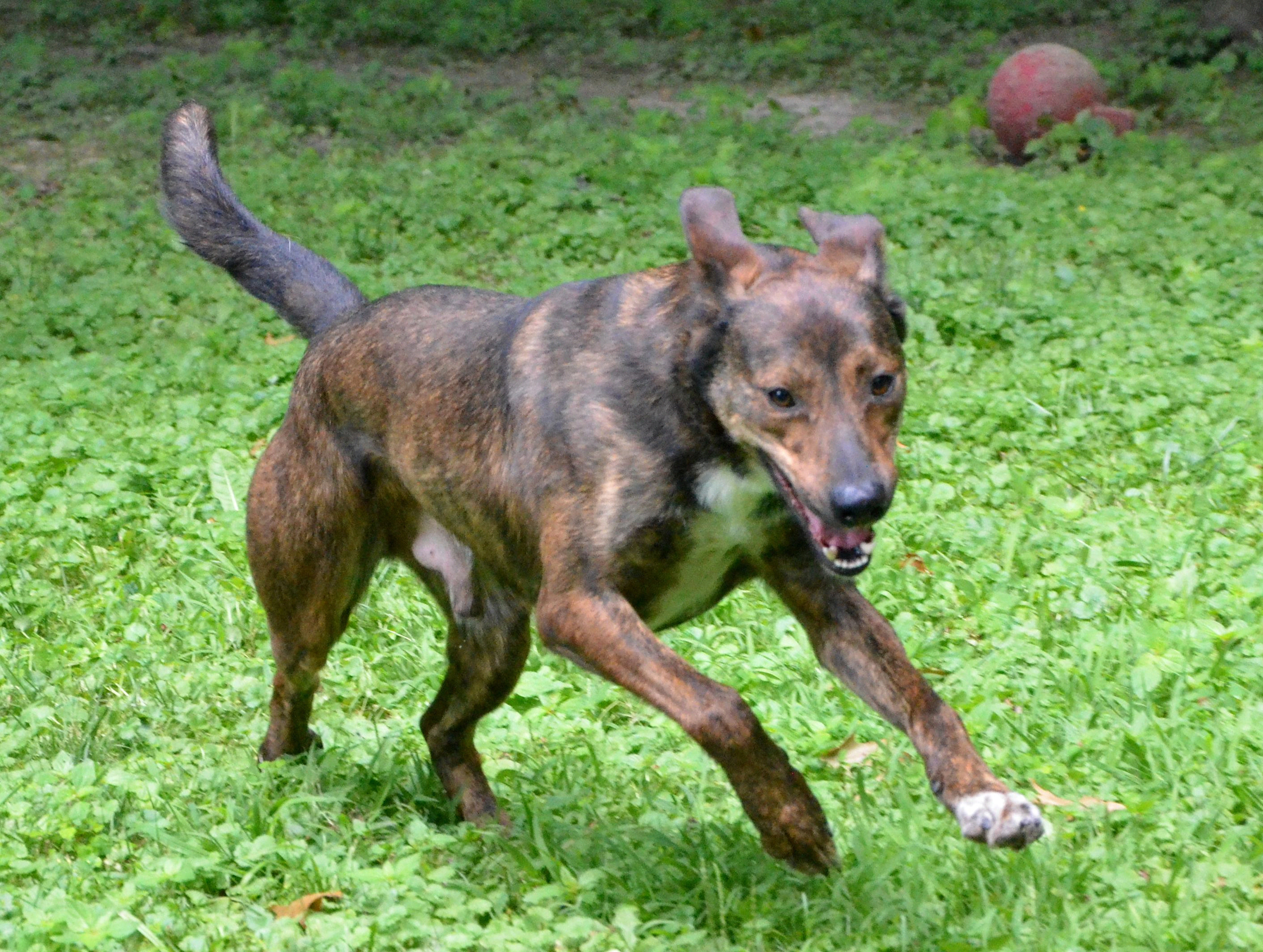 Enlarge Doobie, a Adoptable mixed breed in Columbus, WI image 11/11