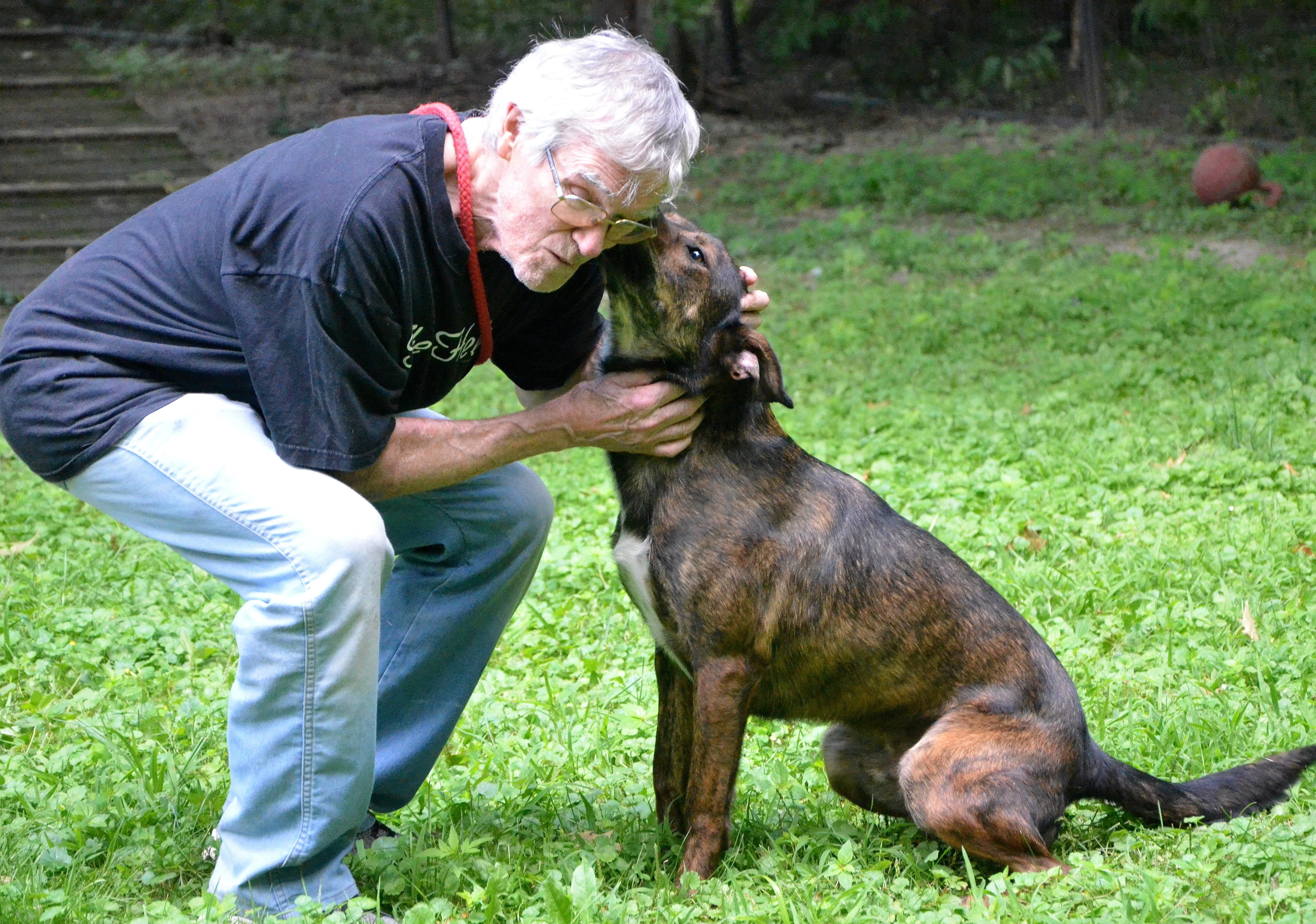 Doobie, Adoptable, Adult Male Hound & Labrador Retriever.