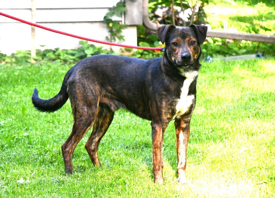Enlarge Doobie, a Adoptable mixed breed in Columbus, WI image 9/11