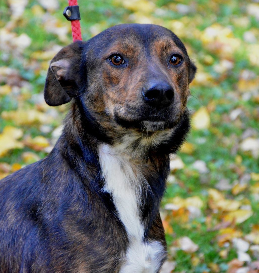 Enlarge Doobie, a Adoptable mixed breed in Columbus, WI image 10/11