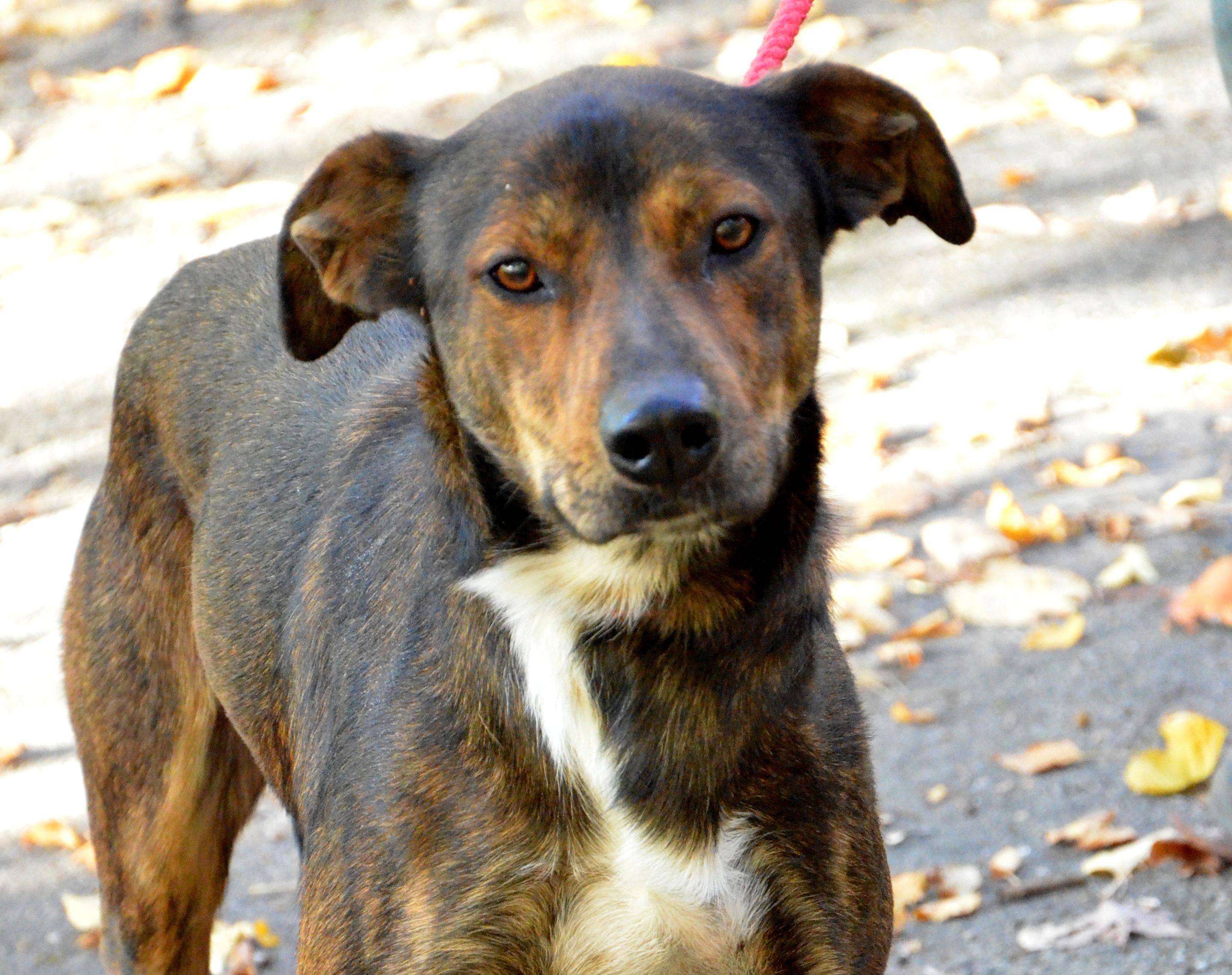 Doobie, Adoptable, Adult Male Hound & Labrador Retriever.