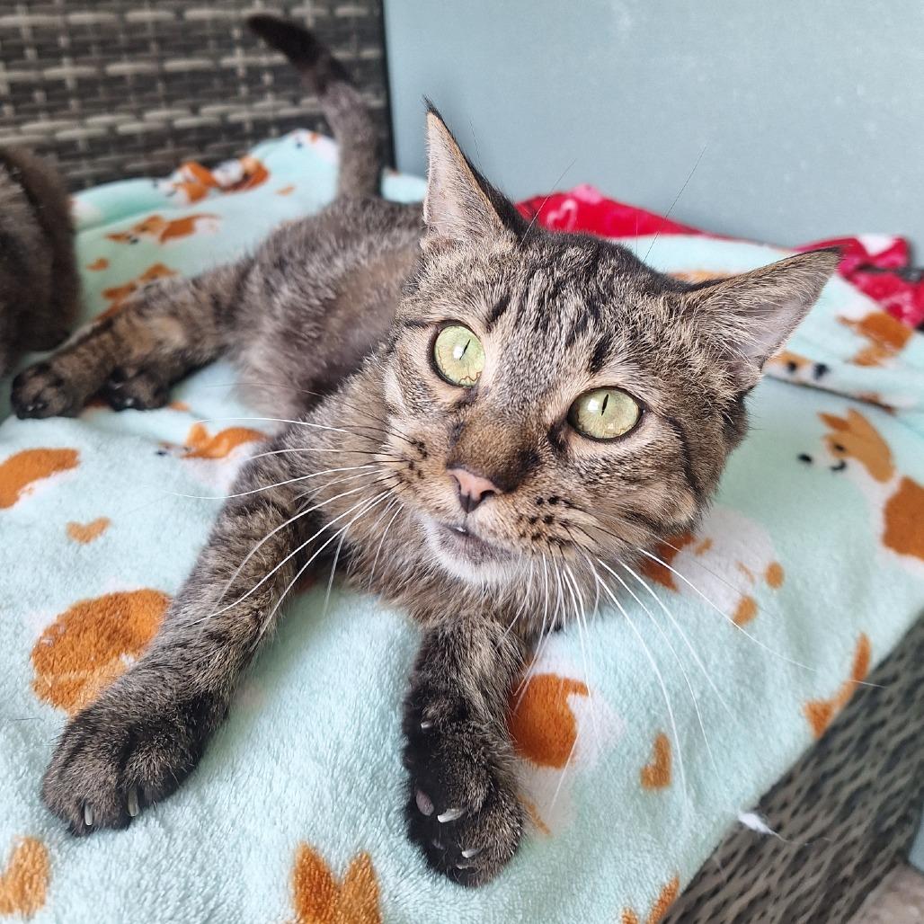 Pinocchio, Adoptable, Adult Male Domestic Short Hair.