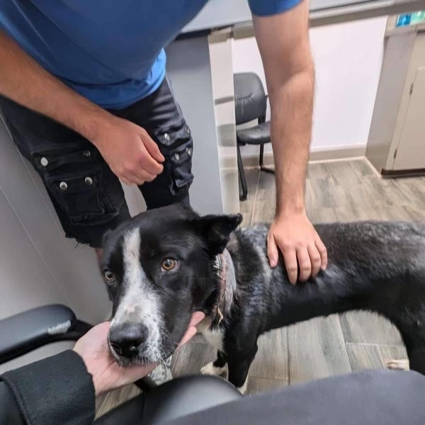 Enlarge Blakely, an adoptable mixed breed in Suffield, CT image 3/3